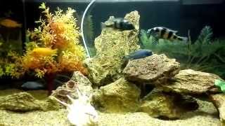 African Cichlids fighting aggressively [upl. by Grissel]