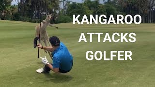 Golfer Attacked By Kangaroo on Fairway in Australia [upl. by Neelasor930]