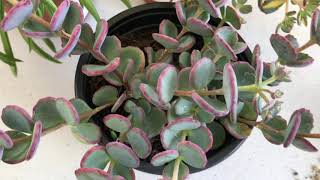 Sedum Sieboldii hylotelephium [upl. by Mohun155]