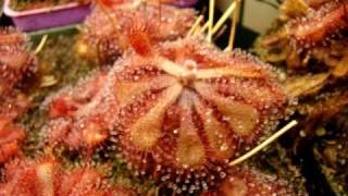 Drosera natalensis  Sundew Carnivorous Plant [upl. by Cindee]