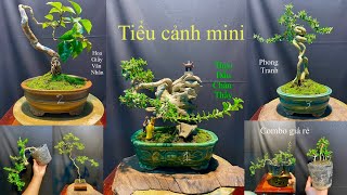 Video 397 Tiểu cảnh sam hương ký đá quotThiền sư Minh Tuệquot hoa giấy văn nhâncombo bonsai giá rẻ [upl. by Akimert]