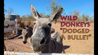 Donkeys Dodged a Bullet 4K DJI OSMO P3 DLogM [upl. by Stasny]