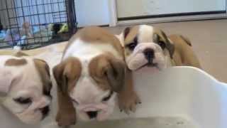 Baby English Bulldog Puppies [upl. by Pavla891]