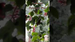 🍁One ClickThunbergia Mysorensis Plant🍁shorts viralshorts youtubeshorts trending viral short [upl. by Eonak]