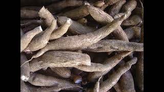 Sweet Cassava Gut Health Vitamin C Immune System Support Collagen Production and More [upl. by Amaso225]