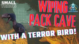 Wiping amp Claiming Pack Cave With A Terror Bird New Meta Ark Ascended Small Tribesep14 [upl. by Danell741]