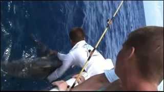 Fisherman Saves Gigantic Bull Shark [upl. by Nath]