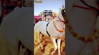 Horse 🐎 amazing 🤩 dance beautiful [upl. by Rihsab]