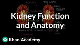 Kidney function and anatomy  Renal system physiology  NCLEXRN  Khan Academy [upl. by Pip]