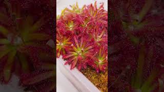 Growing Sundews Is EASY carnivorousplants sundews [upl. by Iret]