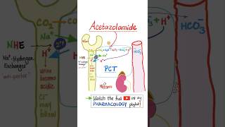 Acetazolamide Diuretics  Pharmacology…mbbs nurse nclex doctor usmle pharmacist veterinary [upl. by Born]