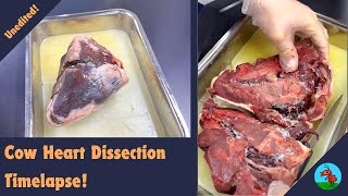 Cow Heart Dissection Timelapse timelapse cardiovascularsystem heart anatomy [upl. by Missie]