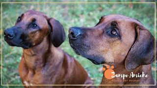 Guida della razza Rhodesian Ridgeback [upl. by Shiekh]