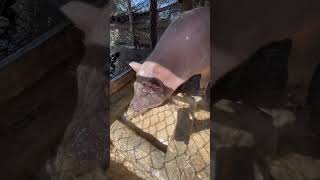 pigging pig youtube farming video pighusbandry piggy shorts usa pigdryfarming [upl. by Ylek]