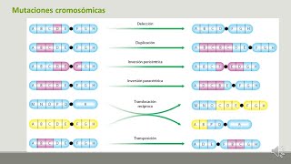 12 2 Mutaciones cromosomicas [upl. by Margarida595]