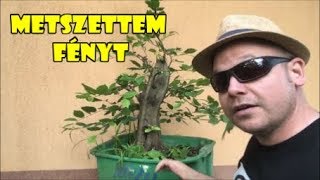 Bodybuilding bonsai Episode 2 Gyertyán Carpinus betulus [upl. by Ladd]