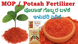 POTASH fertilizer  ಪೊಟ್ಯಾಷ್ ರಸಗೊಬ್ಬರ  MOP Fertilizer in Kannada  KFertilizer  Potassium K [upl. by Ikkela]