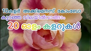 അകിമെനെസ് ചെടികളുടെ 2 തരം കോംബോ ഓഫർ achimenes combooffer 2como [upl. by Leahcimaj]