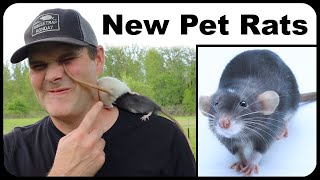 My New Pet Rat quotJudasquot Will Help Catch Wild Rats Building A Pet Rat Paradise Mousetrap Monday [upl. by Marnie]