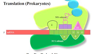 Translation In Prokaryotes as perJNU CSIRNET GATE DBT GRE and ICMR syllabus [upl. by Weirick]