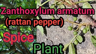 Xanthoxylum armatum prickly ash  toothache Rutaceae family [upl. by Ziom]