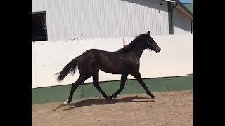 DGS Vintage Lace  2022 AQHA Filly by DGS Vintage  Video 52023 [upl. by Ocisnarf]