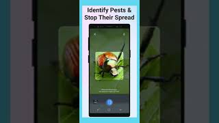 Picture Insect  Bug Identifier [upl. by Loredana110]