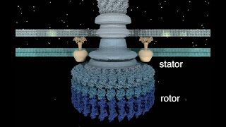 The Bacterial Flagellar Motor [upl. by Yasmine]