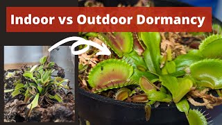 Easy Guide to Venus Flytrap Dormancy  Achieve Dormancy Anywhere [upl. by Caleb]