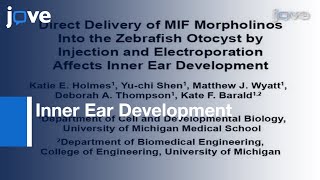 Direct Delivery MIF Morpholinos In Zebrafish Otocyst Injection amp Electroporation l Protocol Preview [upl. by Hathaway219]