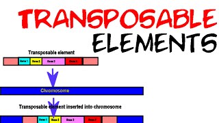 Transposable elements [upl. by Euhc]