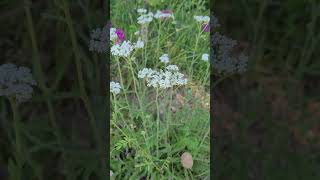 Achillée Millefeuille Plante de la Femme ♀️  Yarrow Women’s Plant ♀️ [upl. by Roose]