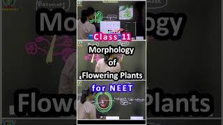 Morphology of Flowering Plants Class 11 NEET in English [upl. by Onitsoga]