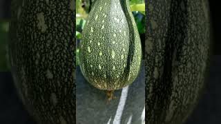 Summer squash squash summersquash zuchinni growyourownfood shorts gardening harvesting bees [upl. by Evy]