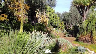 Cactacee e Succulente per un angolo di deserto in giardino🌵  Porte Aperte Vivai Capitanio 2021 [upl. by Cecilla]