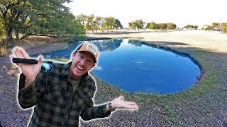 Fishing Backyard Pond for FIRST TIME What Fish Live in Here [upl. by Gilmore]