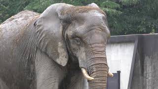 雨の日のアフリカゾウ 東武動物公園 2017年10月15日 [upl. by Callas]