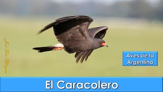 Caracolero Snail Kite Rostrhamus sociabilis Aves de la Argentina [upl. by Atalanti]