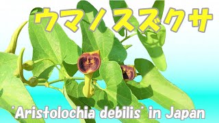 ウマノスズクサAristolochia debilis in Japan [upl. by Ratcliff842]