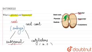 What is epicotyl and hypocotyl  11  General doubts  BIOLOGY  LECTURE NOTES CREATED QUESTION [upl. by Reichert]