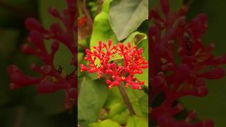 Jatropha podagrica  Gout plant or buddha belly plant [upl. by Janaya733]