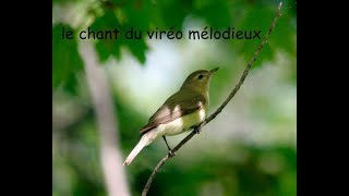 le chant du viréo mélodieux [upl. by Pleasant866]