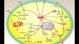 Is this molecule the cause of fibromyalgia symptoms [upl. by Nosiram263]