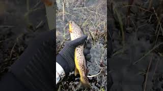 Colonsay island brown trout 🐟 subscribe for more [upl. by Cooke]