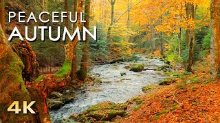 4K Autumn Forest  Relaxing Nature Video amp River Sounds  NO MUSIC  1 hour Ultra HD 2160p [upl. by Korie]