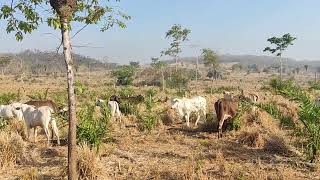 Qual é o preço de bezerro hoje no município de Canaã dos CarajásPA [upl. by Sissy]