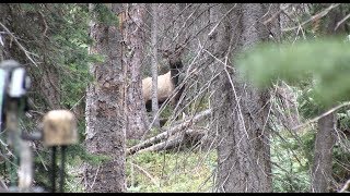 UNBELIEVABLE DAY CHASING BUGLING BULLS  COLORADO BACKCOUNTRY BOW ELK HUNT  DAY 8 [upl. by Ykcaj]