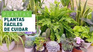 10 plantas para principiantes  Plantas fáciles de cuidar en VERDECORA [upl. by Anyl]