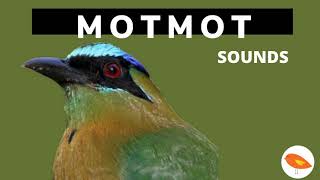 Best Motmot Sounds Compilation BEST BIRDS SOUNDS COMPILATION 🎶 🐦 [upl. by Aenneea440]