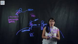 Proceso de translocación de proteínas al retículo endoplasmático [upl. by Nnyleve]